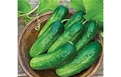 През лятото наблегнете на краставиците