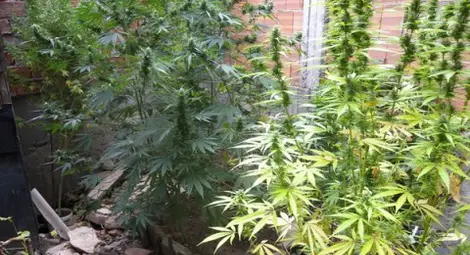 Осъденият за лечение с канабис: Марихуаната е панацея