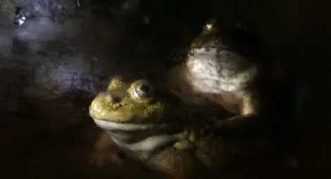 Шокирана туристка се ожали в РЗИ, видяла жаба в хотел в Хисаря