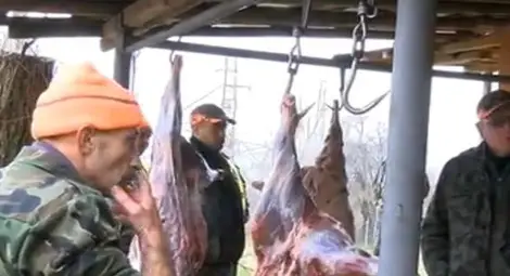 Бракониери разстреляха цяло стадо благородни елени