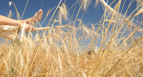 Добивите на зърно - по-ниски, но с по-добро качество Добивите на зърно - по-ниски, но с по-добро качество