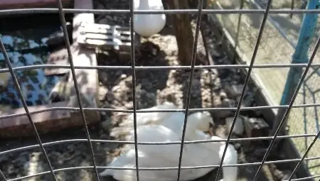 Три незаконно държани лебеда  спасени от частен имот в Иваново