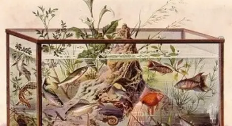 Домашен аквариум от средата на XIX-ти век.  Илюстрация: aquarium.bg