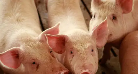 &bdquo;Свинекомплекс Бръшлян&ldquo; вдига нова сграда за 2400 прасета