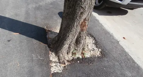 Ремонтът на тротоарите асфалтира дори и кестените по &bdquo;Борисова&ldquo;