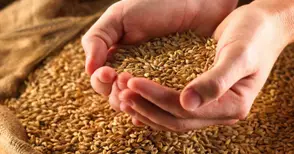 Произведохме близо 4,9 млн. тона пшеница