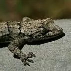 Разкриха как тритонът регенерира крайниците си