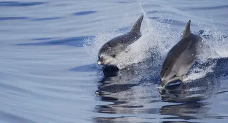 Украински военни делфини отиват в руския флот