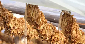 Пак бавят помощите за тютюнопроизводителите