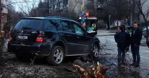 Шеф на голяма фирма мина условно за изкоренени на градус с джип дървета