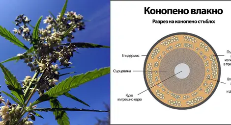 Разрез на конопено стъбло.