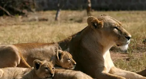 Лъвица отваря вратата на кола в сафари парк /видео/