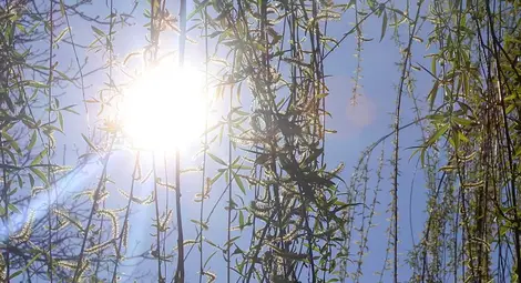 Астрономическата пролет на 2017 настъпва в 12:28 ч. на 20 март