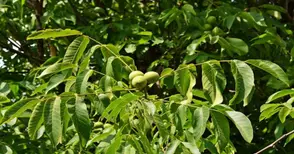 Възможности за сдружаване в сектор  черупкови плодове разясняват в Русе