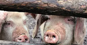 Ударените от чумата комплекси вземат 1.6 милиона за загробване на животните