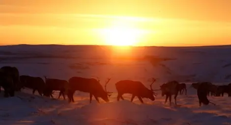 Температурите на Северния полюс с рекорд за Коледа