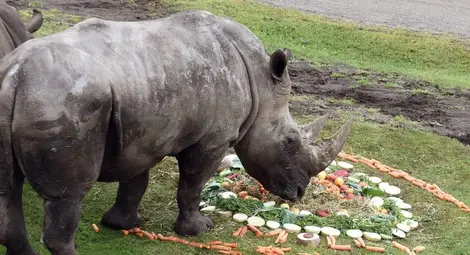 Умря последният мъжки северен бял носорог