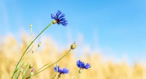 Още по-горещо днес, следобед ще превали над Западна България