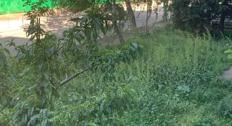 Сигнали в приемните на ГЕРБ: Джунгли между блоковете и повече бездомни кучета в Русе