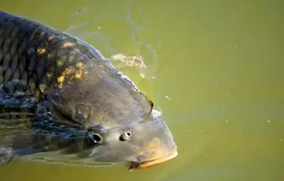 Как да разпознаем прясната риба