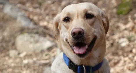 Да отровиш куче-водач! Да мразиш всички!