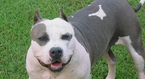 Питбул нападна 9-годишно дете