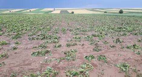 Стопаните на пометените от бедствия посеви в Русенско чакат обезщетения Стопаните на пометените от бедствия посеви в Русенско чакат обезщетения