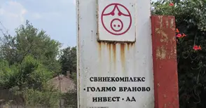 Окончателно: Умъртвяват и последните 20 000 прасета в свинекомплекса в Голямо Враново