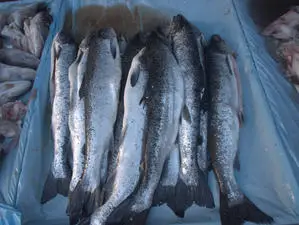 ДФ &bdquo;Земеделие&ldquo; разплати близо 2,8 млн. лева за инвестиции в аквакултури