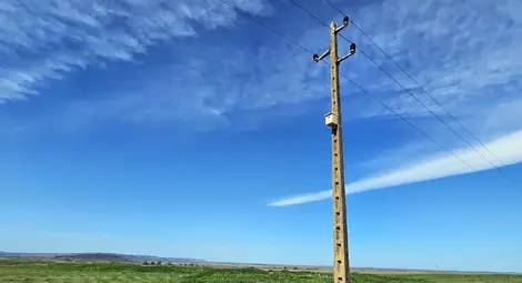 ЕРП Север и Българско дружество за защита на птиците успешно приключиха дейностите по поставяне на гнездилки за синявица и червенонога ветрушка
