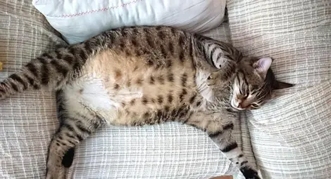 Избягала котка се завърна след три дни с натрупани дългове