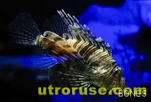 Една от най-отровните риби открита в Адриатика Една от най-отровните риби открита в Адриатика