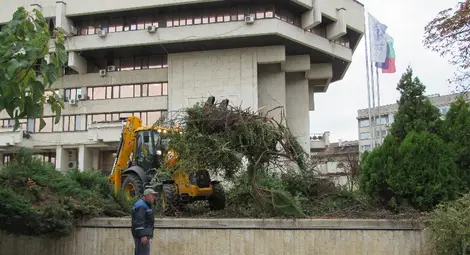 Килими от сезонни цветя сменят избуялите храсти пред Общината
