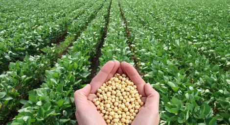 Сеят грах и соя в Русенско за пръв път от 25 години