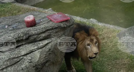 Снимка: БТА Снимка: БТА