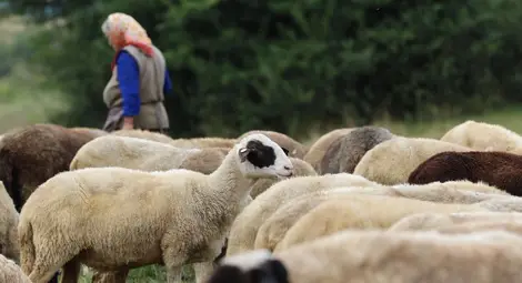 Животновъдите кандидатстват по de minimis от 9 октомври