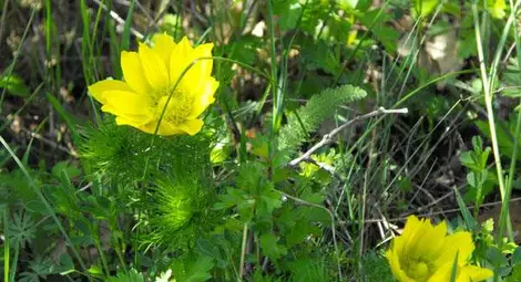 Обявяват 9 нови защитени местности с площ 1380.667 дка 