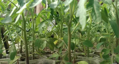 &bdquo;В твоя път последен върви кола самотна&ldquo;