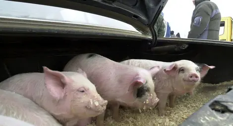 Еврокомисията започва спешен одит на ситуацията с африканската чума по свинете в Румъния