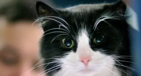 Котка срещу куче &ndash; кой изпитва повече обич