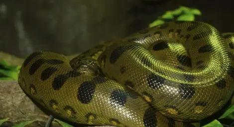 "Изяден жив" се оказа измама /видео/