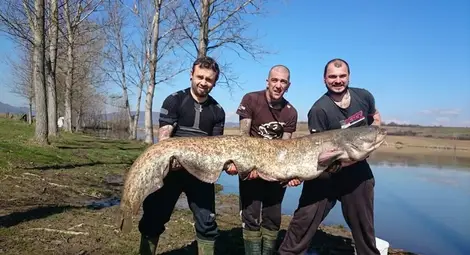 Гигантски сом уловиха любители на риболова