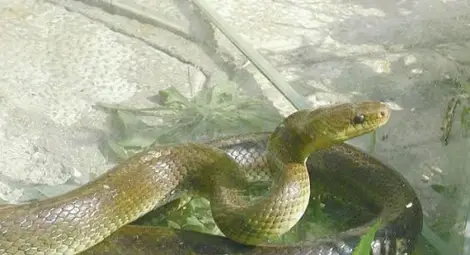 Паника в Пловдив: Змии плъзнаха между блоковете