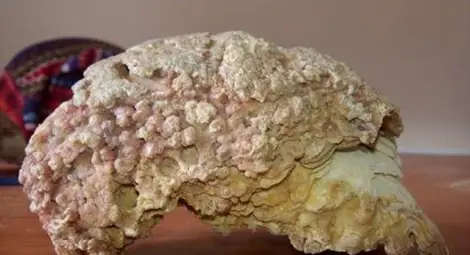 Зъб на мамут и миди на 60 млн. години разказват за древния живот край Русе