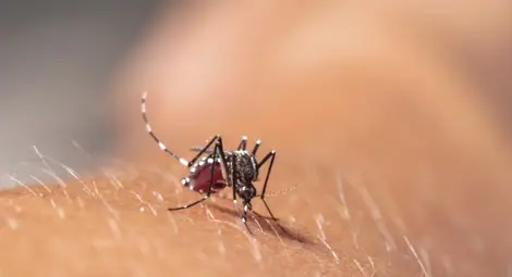 За пръв път засякоха тигрови комари в Пловдив