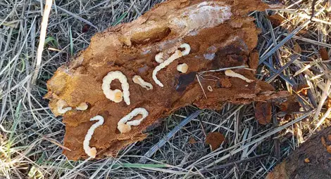 Русенска област сред четирите най-засегнати от нов вредител по овошките - черната златка