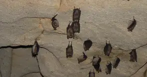 Прилепите в Орлова чука  се събудиха от зимен сън