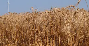 Топ 10 на зърнопроизводителите от Русенско с 8,5 милиона лева субсидии за 2022-а