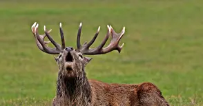 Задържаха бракониери,  убили благороден елен