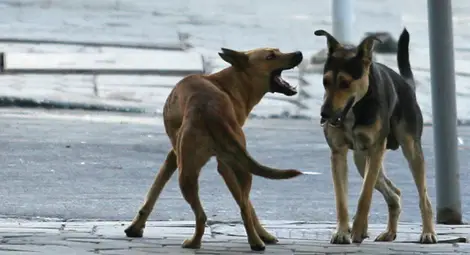 Ухапан от бездомно куче с 1000 лева обезщетение